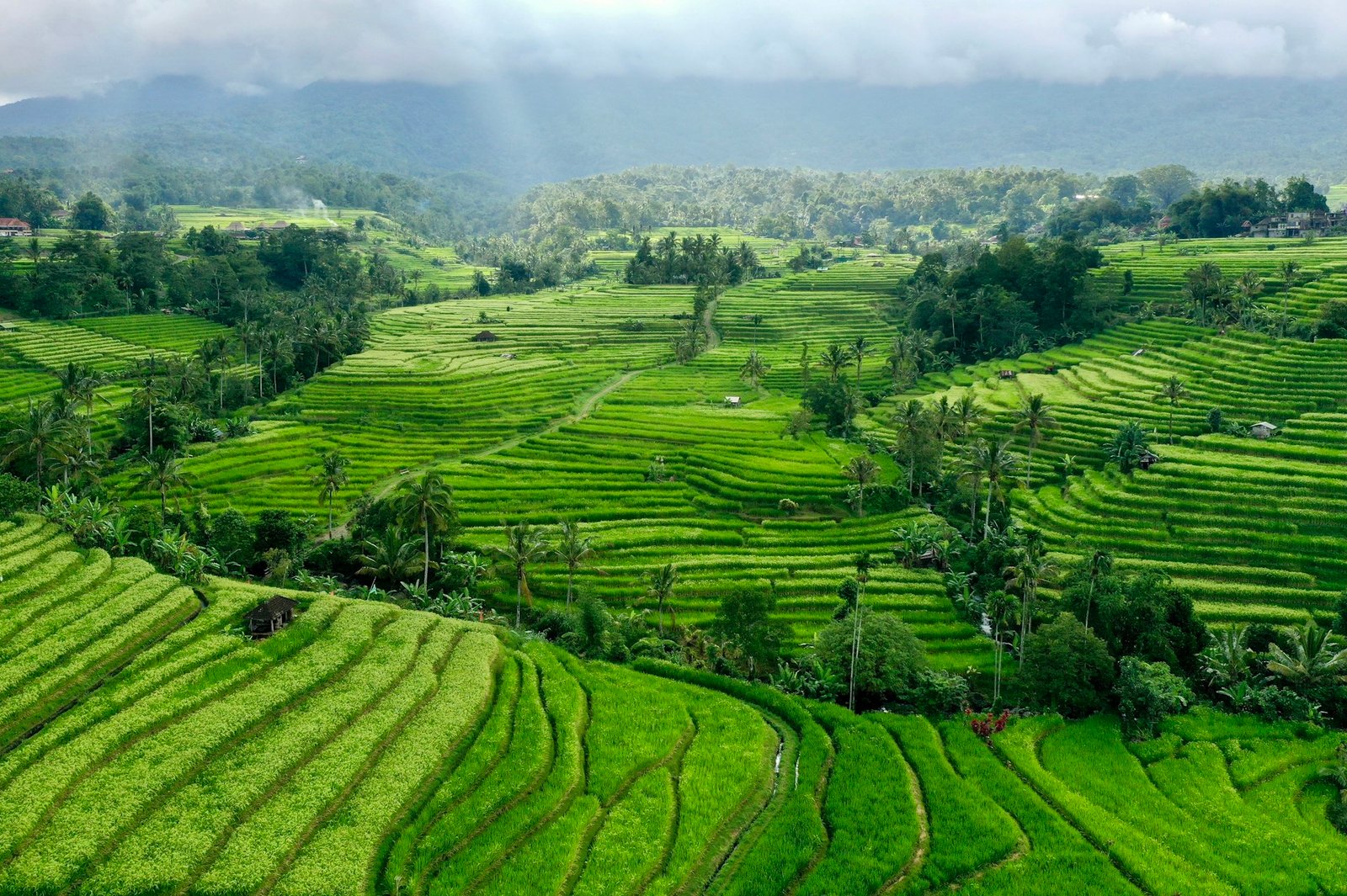 Hamparan sawah berundak dan pepohonan kelapa di Bali