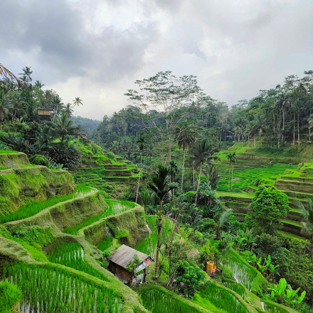Pemandangan sawah berundak yang hijau di kawasan Ubud, Bali